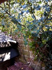 Ilex aquifolium