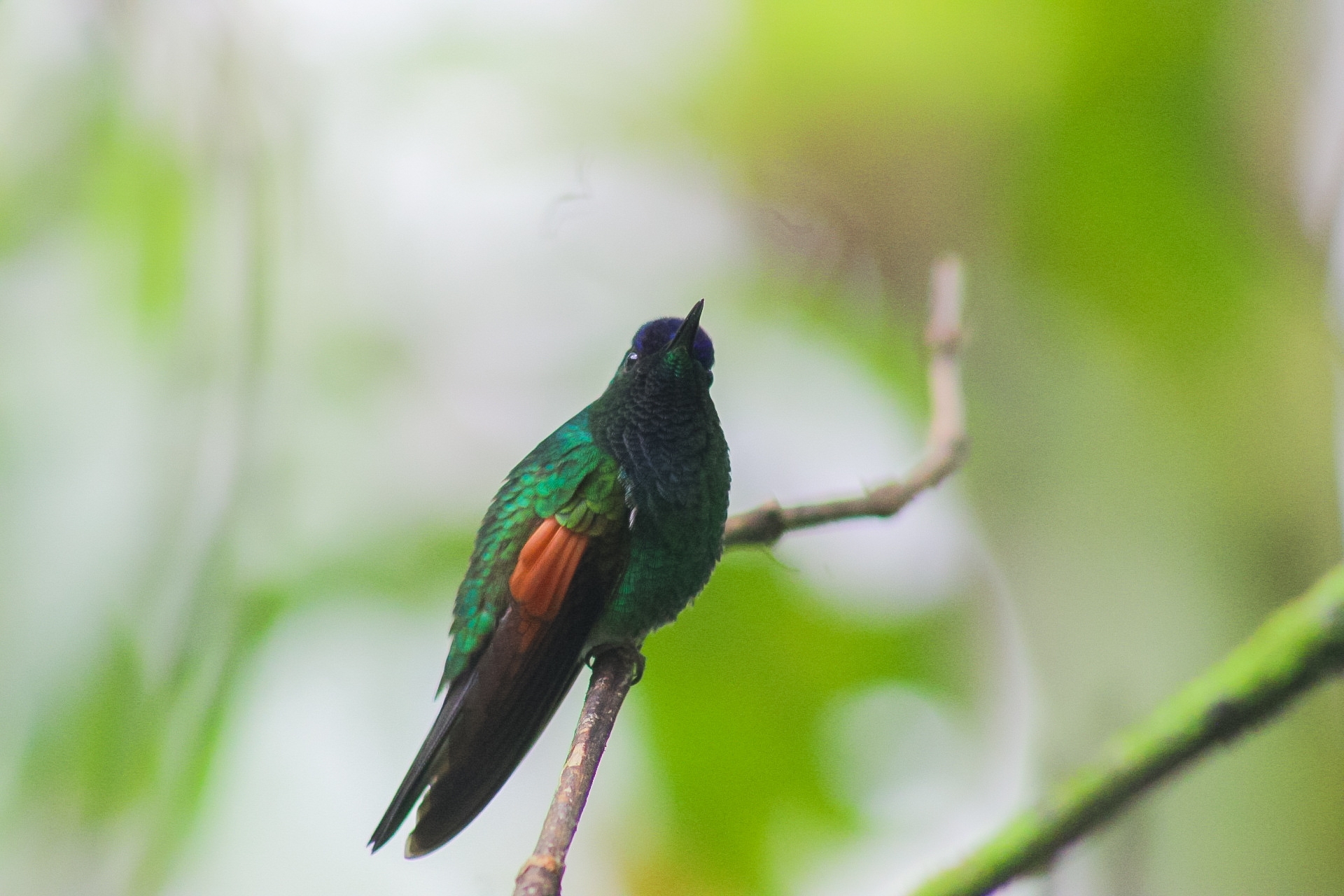 Oaxaca Hummingbird (Eupherusa cyanophrys), photo 9