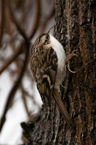 Agateador euroasiático (Certhia familiaris)