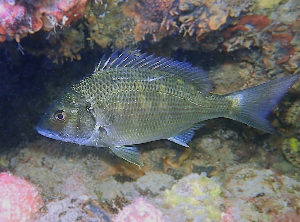 Black Bream