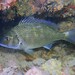 Black Bream - Photo (c) J. Martin Crossley, some rights reserved (CC BY-NC-SA), uploaded by J. Martin Crossley