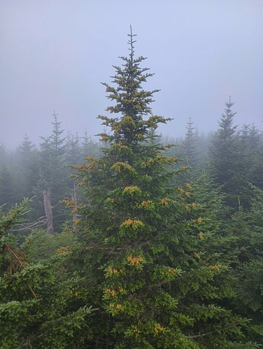 Image of Abies fraseri by no rights reserved