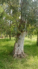 Magnoliopsida