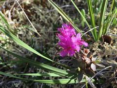 Rhododendron lapponicum