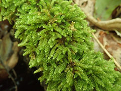 Bryoandersonia