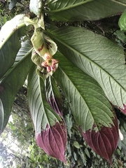 Columnea medicinalis