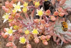 Dudleya virens virens