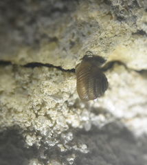 Punctoidea