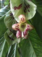 Columnea medicinalis
