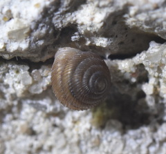 Punctoidea