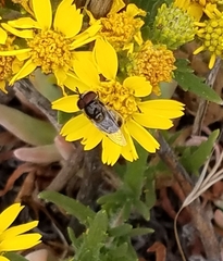 Copestylum marginatum