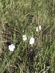 Linum pratense