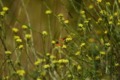 Phyciodes mylitta