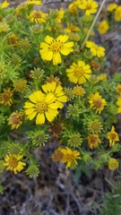 Deinandra clementina