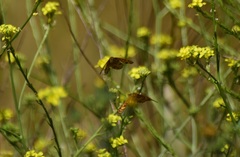 Phyciodes mylitta