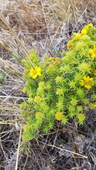 Deinandra clementina