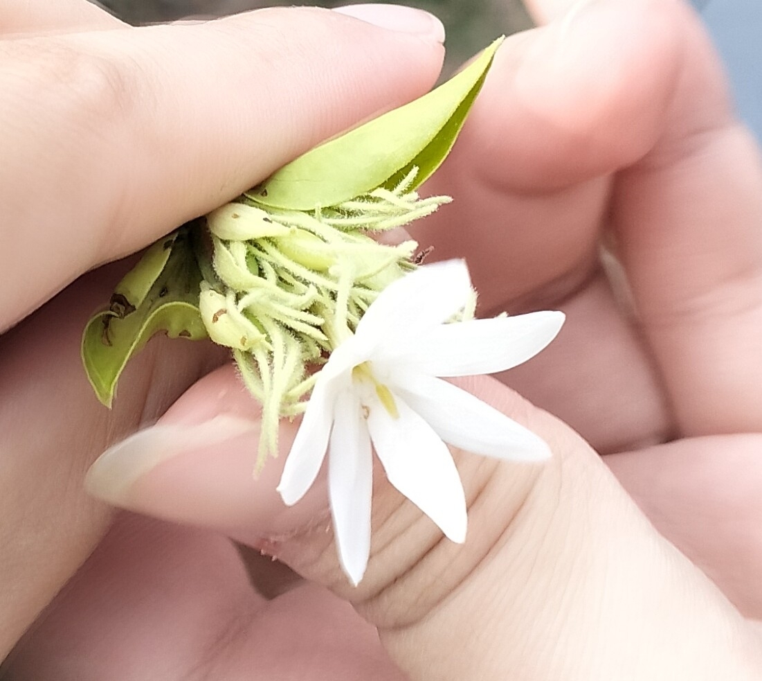 Nhài nhiều hoa (Jasminum multiflorum)