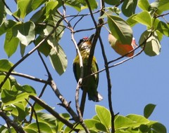 Psilopogon franklinii