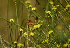 Phyciodes mylitta