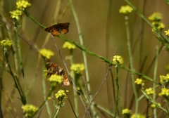 Phyciodes mylitta