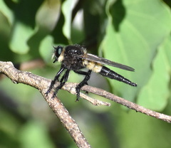 Promachus painteri