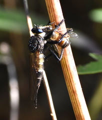 Promachus painteri