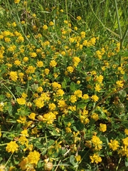 Trifolium patens