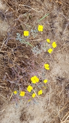Eschscholzia ramosa