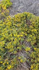 Deinandra clementina