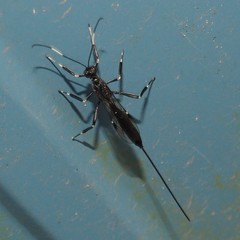 Xorides stigmapterus