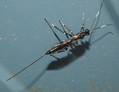 Xorides stigmapterus