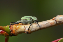 Hoplia parvula