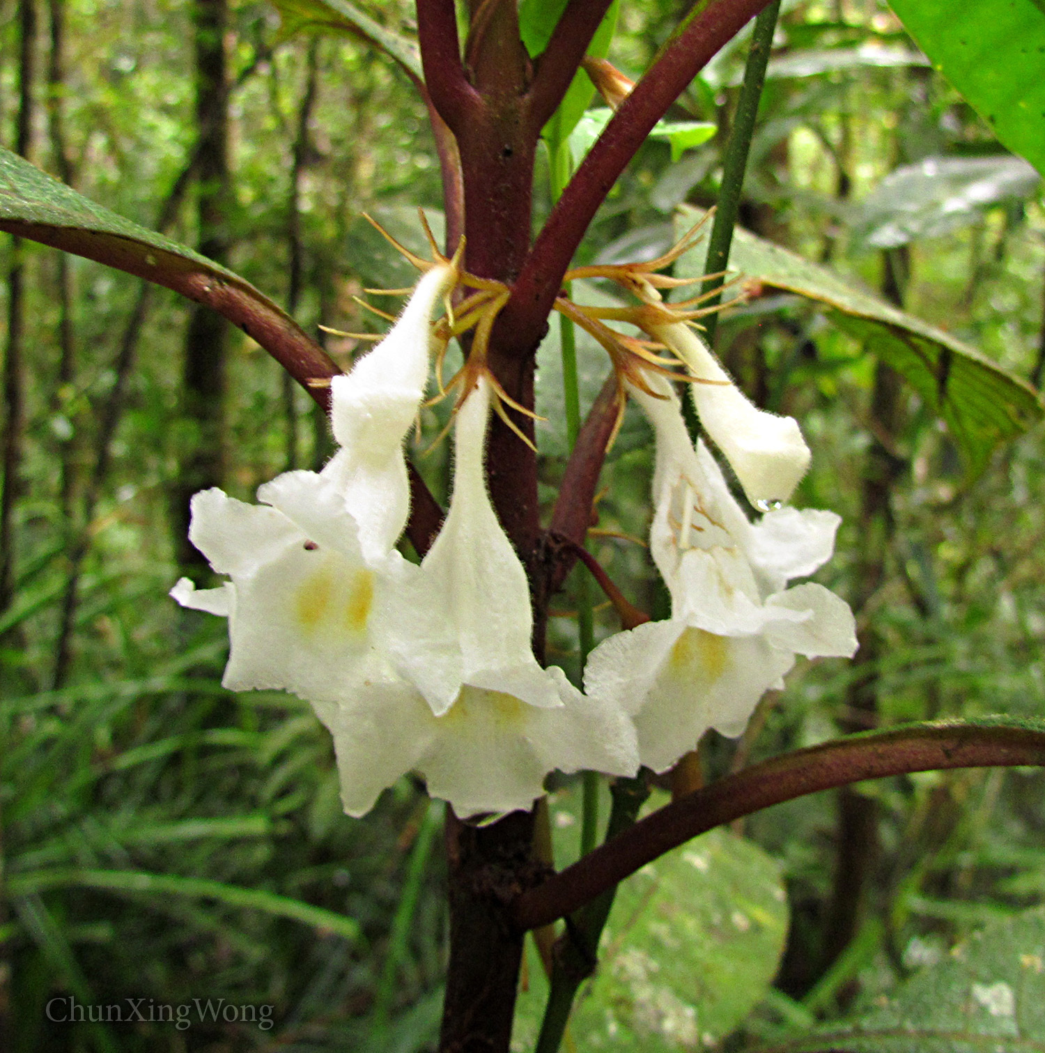 Cyrtandra areolata