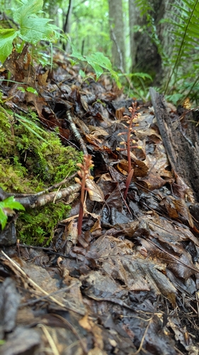 Bentley's coralroot (Corallorhiza bentleyi)