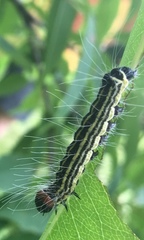 Acronicta radcliffei