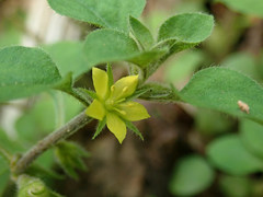 Lysimachia japonica