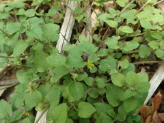 Lysimachia japonica