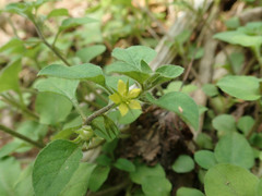 Lysimachia japonica