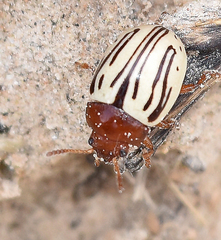 Zygogramma disrupta