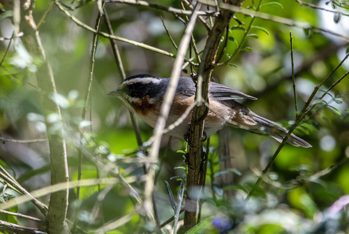 Plain-tailed Warbling Finch (Microspingus alticola), photo 1