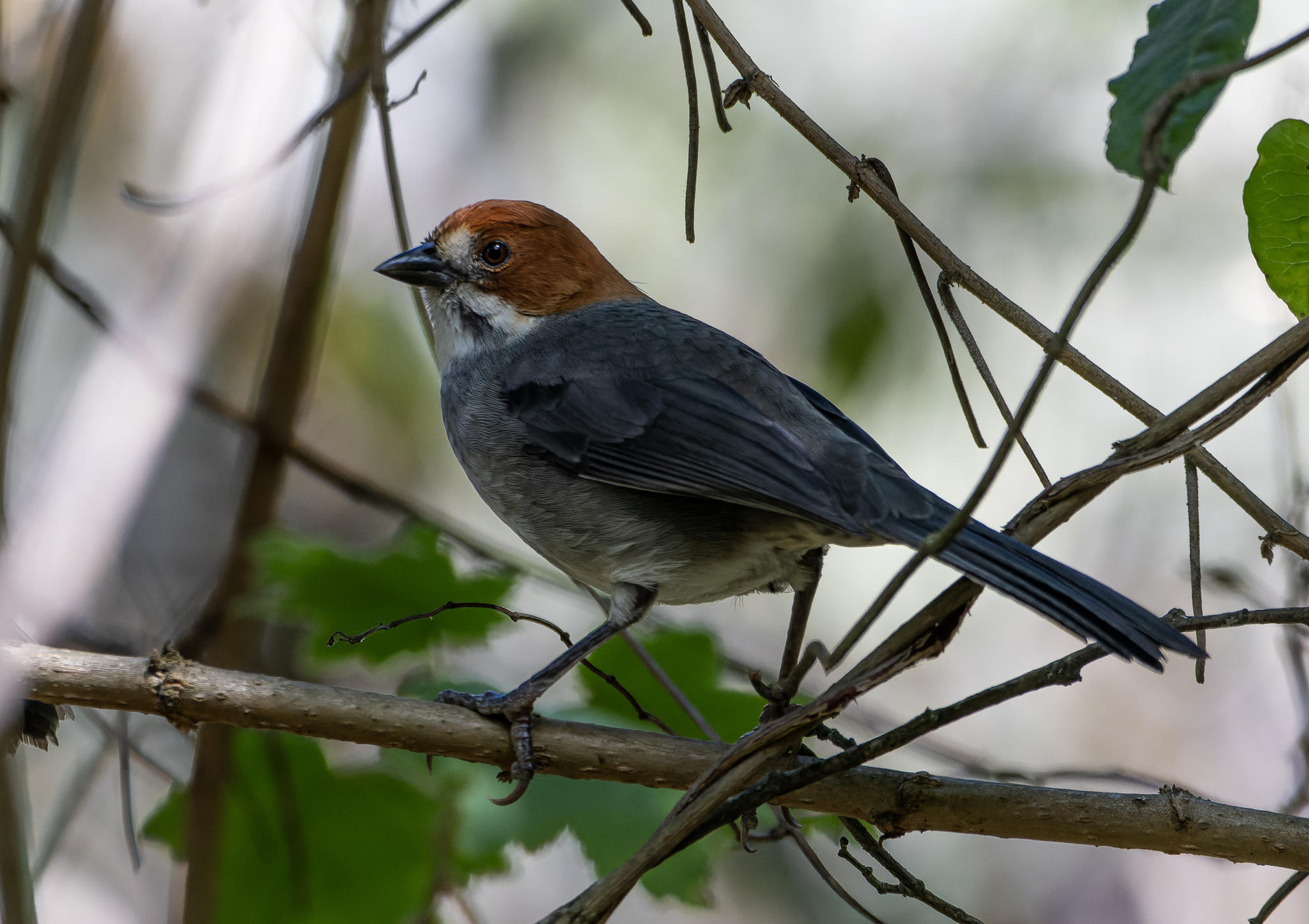 Rufous-eared Brushfinch (Atlapetes rufigenis), photo 7