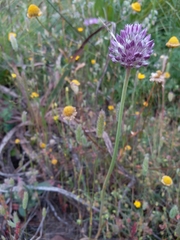 Allium ampeloprasum