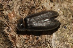 Lamprohiza splendidula