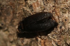 Lamprohiza splendidula