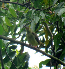 Arachnothera flavigaster