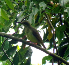 Arachnothera flavigaster