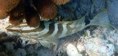 Epinephelus striatus