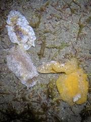 Sclerodoris