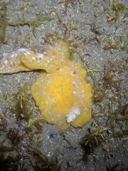 Sclerodoris