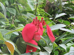 Mussaenda erythrophylla